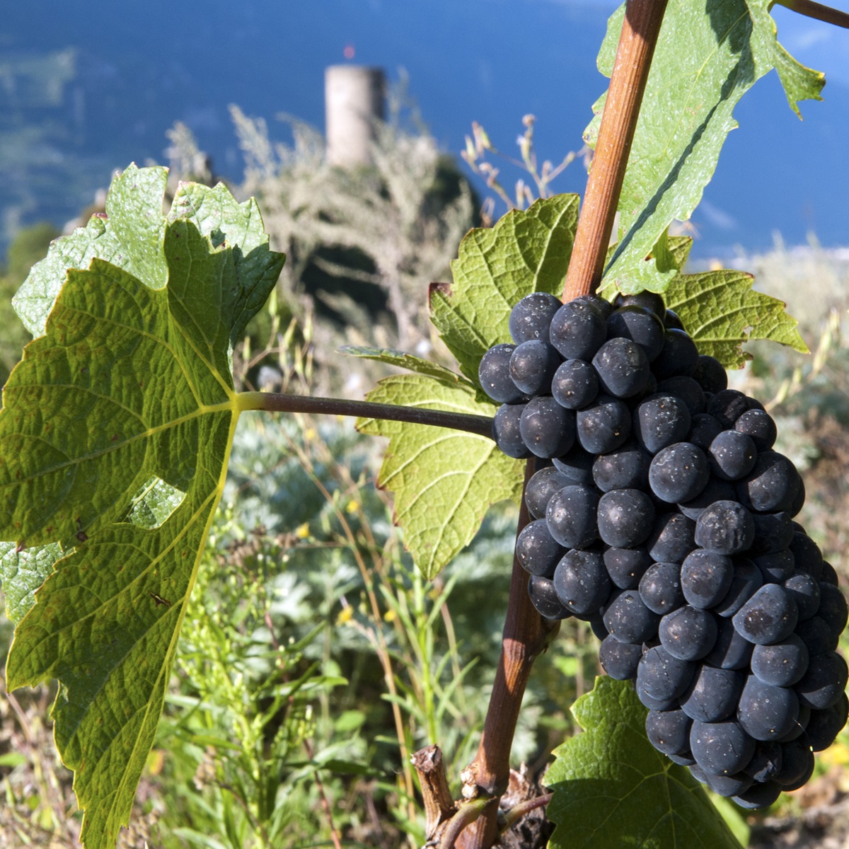 Grappe de Pinot Noir, tour de Saillon