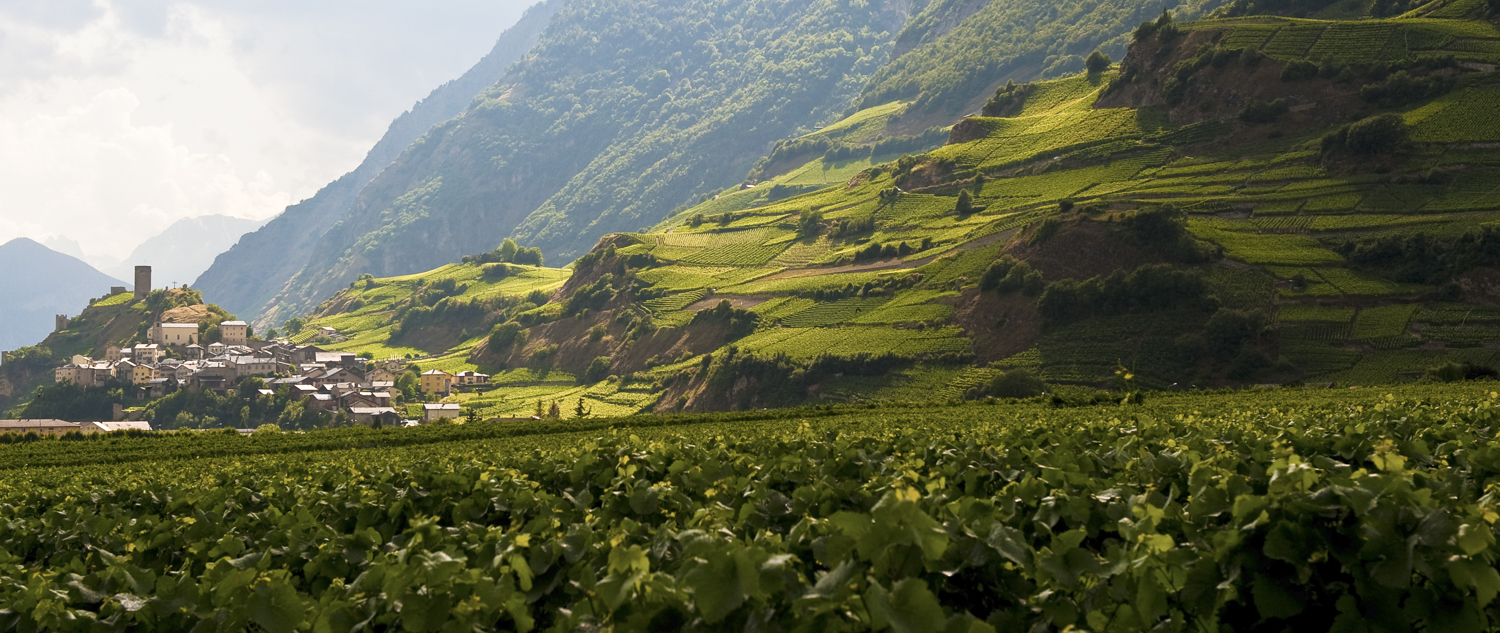 Vignoble & bourg à l’arrière