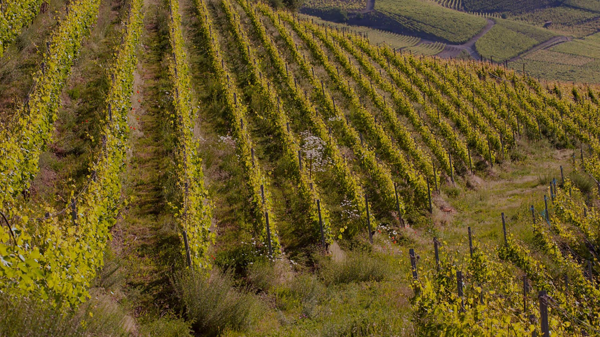 CaveRaymond Accueil Header